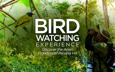 The Birdwatching Experience