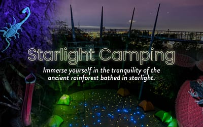 Starlight Camping