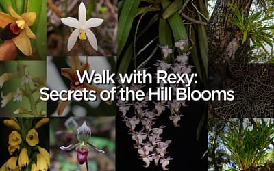Walk with Rexy: Secrets of the Hill Blooms